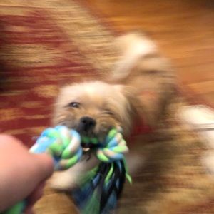 Meet your Posher, Sydney